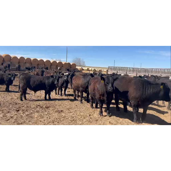 Cross Bar Ranch - 1050# May Delivery Steers - 205 Head (Consort, AB)