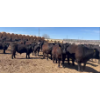Image 1 : Cross Bar Ranch - 1050# May Delivery Steers - 205 Head (Consort, AB)