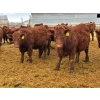 Image 4 : RBD Ranch - 950# January Delivery Steers - 65 Head (Milestone, SK)