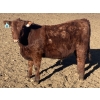 Image 3 : Hawk Ranching - 960# February Delivery Steers - 65 Head (Nanton, AB)