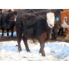 Image 14 : Bezan Cattle Corporation - 725# April/May Delivery Steers - 80 Head (Midale, SK)