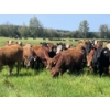 Image 2 : Lone Star Cattle Co. - 1040# September Delivery Grass Steers - 530 Head (Buck Lake, AB)