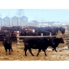 Image 2 : Double X Management - 950# January Delivery Yearling Heifers - 124 Head (Langruth, MB)