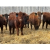 Image 12 : Winn Man Farms - 780# March Delivery Steers - 78 Head (Winnipegosis, MB)