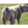 Image 1 : Joe & Elaine Ward - 685# October Delivery Heifer Calves - 20 Head (Kamloops, BC)