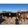 Image 6 : Sunrise Cattle Co. - 770# March Delivery Heifers - 73 Head (Steinbach, MB)