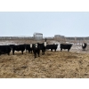 Image 2 : The Y Cattle Co. Ltd. - 702# March Delivery Steers - 43 Head (Crossfield, AB)