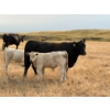 Image 5 : Douglass Cattle Co. - 570# November Delivery Steer Calves - 85 Head (Finnegan, AB)
