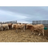 Image 13 : Greg Trewin - 1025# February Delivery Steers - 60 Head (Coulter, MB)