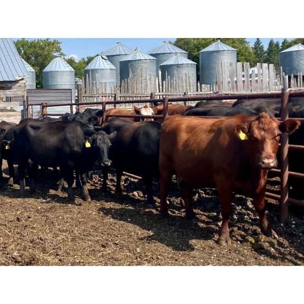 Kings Corner Farms - 1425# Aug/Sept Delivery Cows - 42 Head (Corning, SK)