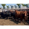Image 1 : Kings Corner Farms - 1425# Aug/Sept Delivery Cows - 42 Head (Corning, SK)