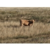 Image 11 : Ron Schmidt - 720# November Delivery Steer Calves - 85 Head (Rainier, AB)
