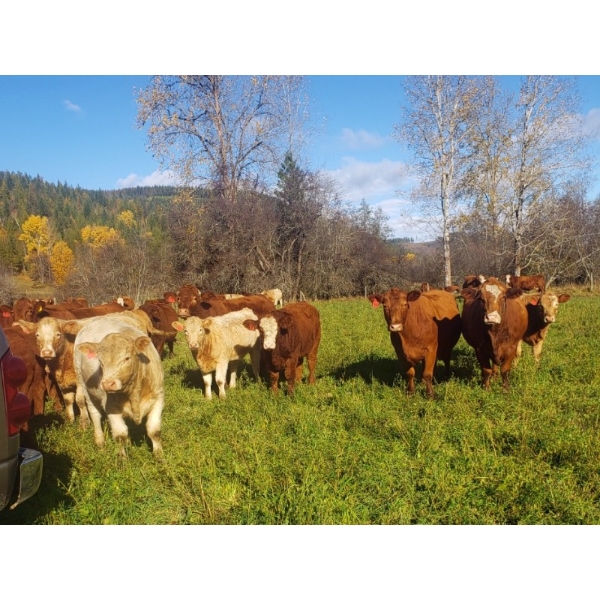 Squaw Valley Ranch - 750# October Delivery Steer Calves - 80 Head (Lumby, BC)