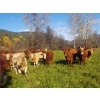 Image 1 : Squaw Valley Ranch - 750# October Delivery Steer Calves - 80 Head (Lumby, BC)