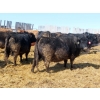 Image 11 : David Garvey - 1625# March Delivery Cows - 67 Head (Wapella, SK)