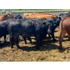 Image 10 : Lenny Brubacher - 1165# July Delivery Steers - 104 Head (Winnipegosis, MB)