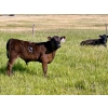 Image 7 : Bruce & Heather Clayton - 600# December Delivery Steer Calves - 100 Head (Strathmore, AB)