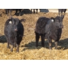 Image 3 : Raymore Farming Co. - 80 Black/Black X Replacement Heifers (Raymore, SK)