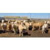 Image 3 : Amber Mountain Farms - 650# May Delivery Heifers - 57 Head (Vauxhall, AB)