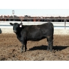 Image 6 : NorthBend Cattle Corp. - 32 Black Replacement Heifers (Scandia, AB)