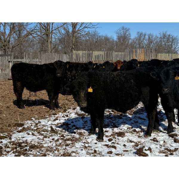 Calvin Rekydal - 775# March Delivery Steers - 80 Head (Vogar, MB) VBP+