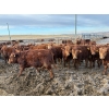 Image 5 : Quarter Circle X Ranch - 850#  February Delivery Steers - 75 Head (Madden, AB)