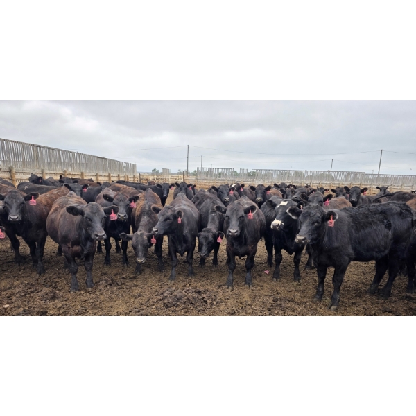 Amber Mountain Farms - 670# July Delivery Heifers - 88 Head (Vauxhall, AB)