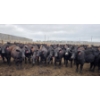Image 1 : Amber Mountain Farms - 670# July Delivery Heifers - 88 Head (Vauxhall, AB)