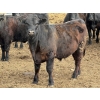 Image 5 : Richard Rosen - 1020# May Delivery Steers - 75 Head (Rainier, AB)