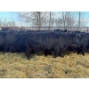 Image 3 : Zuchkan Farms Land & Livestock Ltd. - 50 Black Angus April/May Calving Bred Heifers (Foam Lake, SK)