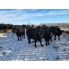 Image 5 : Bauer Ranching - 890# February Weaned Steers - 235 Head (Hilda, AB)