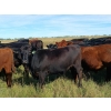 Image 6 : JT Cholin Farms - 825# September Delivery Grass Heifers - 75 Head (Biggar, SK)