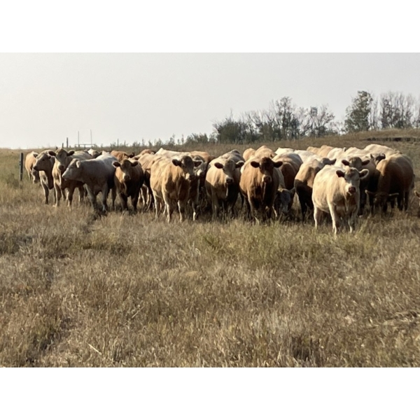 Westview Cattle Co. - 1000# September Delivery Grass Heifers - 122 Head (Consort, AB)