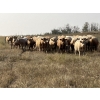 Image 1 : Westview Cattle Co. - 1000# September Delivery Grass Heifers - 122 Head (Consort, AB)