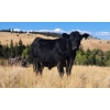 Image 4 : Schweb Family Cattle - 650# October Delivery Steer Calves - 90 Head (Logan Lake, BC)