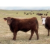 Image 13 : 130 Mile Ranch - 600# October Delivery Steer Calves - 90 Head (Lac La Hache, BC)