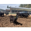 Image 2 : Moo Point Holdings - 790# Mixed Crossbreds - 80 Head (Merritt, BC)
