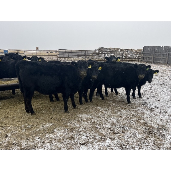 Darrell Goldsmith - 650# March/April Delivery Heifers - 91 Head (Hoosier, SK)
