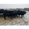 Image 1 : Darrell Goldsmith - 650# March/April Delivery Heifers - 91 Head (Hoosier, SK)