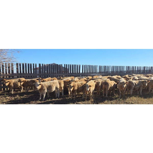 Last Chance Ranch - 630# October Delivery Steer Calves - 100 Head (Piapot, SK)