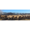 Image 1 : Last Chance Ranch - 630# October Delivery Steer Calves - 100 Head (Piapot, SK)