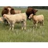 Image 8 : John Bland - 640# October Delivery Steer Calves - 60 Head (Strathmore, AB)