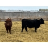 Image 4 : Little Rainbow Ranch - 750# May Delivery Heifers - 162 Head (Moosomin, SK)