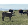 Image 6 : K Griffith Ranching - 615# November Delivery Steer Calves - 95 Head (Delia, AB)