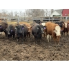 Image 3 : Lazy B Farm & Ranch - 975# August Delivery Heifers - 155 Head (Linden, AB)