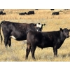 Image 11 : Prairie Haven Whitetails/Meier Land & Livestock - 620# November Steer Calves - 75 Head (Hays, AB)