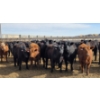 Image 8 : M.S. MacLean Livestock - 10 BBF/RBF/Red Replacement Heifers (Coaldale, AB)