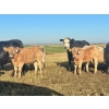 Image 19 : Darcy, Colton & Blake Reinhardt - 700# October Delivery Steer Calves - 88 Head (Nightingale, AB)