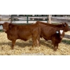 Image 1 : Pozko Cattle Company Ltd. - 600# October Delivery Heifer Calves - 3 Head (Creston, BC)