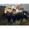 Image 4 : Idaho Dairies/Ranches - 186 Mixed (Burley, ID)